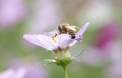秋桜にミツバチ ③