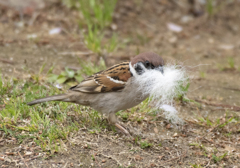 スズメの巣作り①