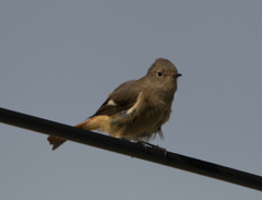 ジョウビタキ♀ ②