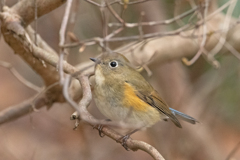 ルリビタキ ♀②