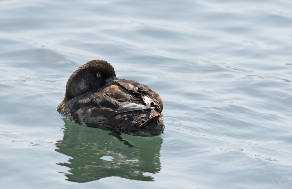キンクロハジロ ♀