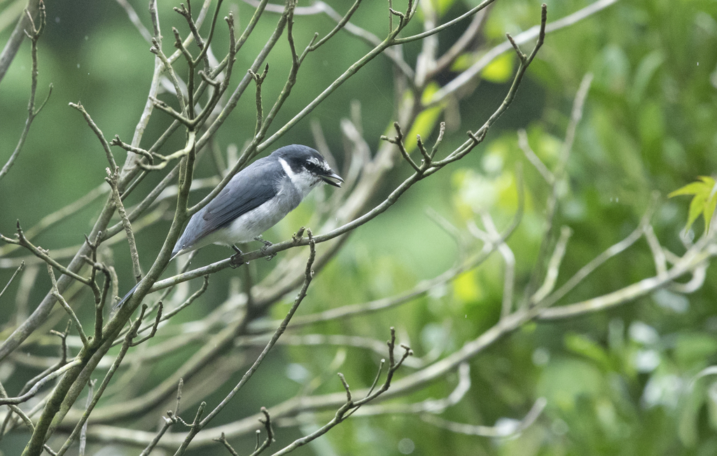 サンショウクイ