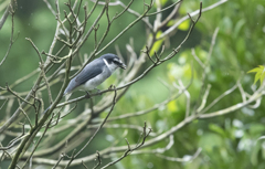 サンショウクイ