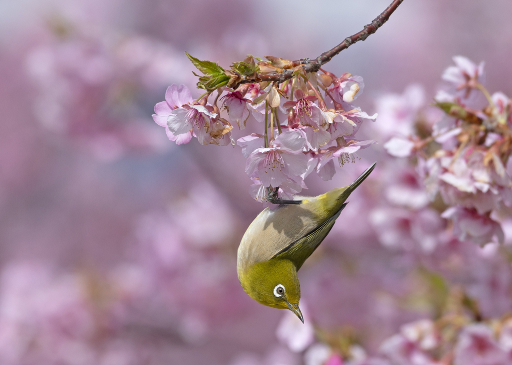 メジロ23 (河津桜にメジロ)