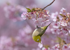 メジロ23 (河津桜にメジロ)