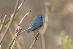 ルリビタキ ♂⑦