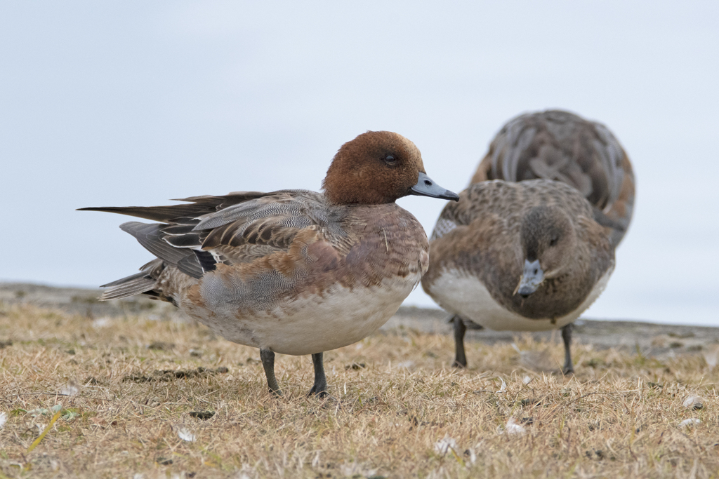 ヒドリガモ ♂＆♀