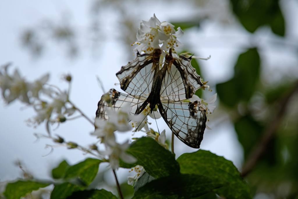イシガケチョウ ⑤　