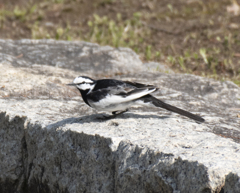 ハクセキレイ⑩