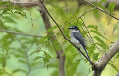 サンショウクイ ⑥