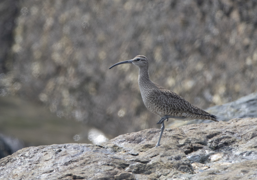 チュウシャクシギ