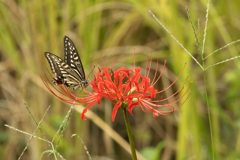 彼岸花にアゲハ蝶
