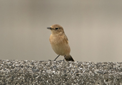 ノビタキ ♀ ④