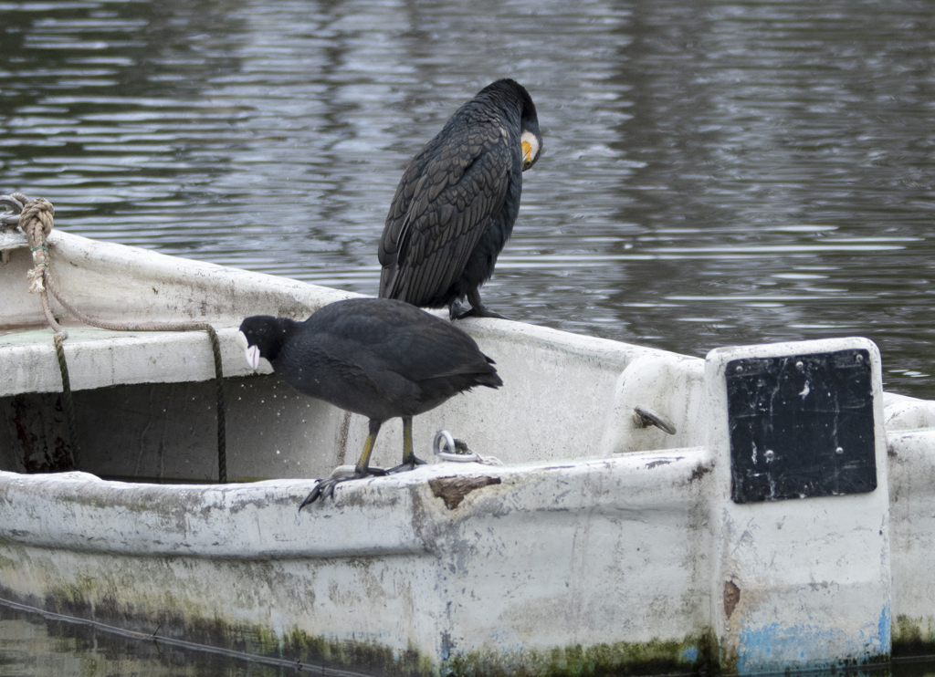ブラックな二羽(オオバン＆カワウ)