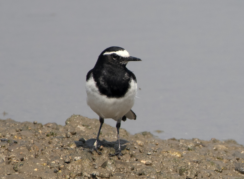 セグロセキレイ ②