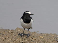 セグロセキレイ ②