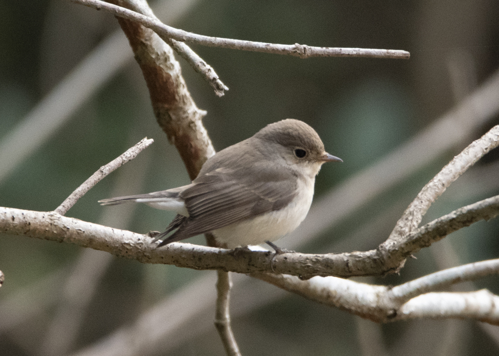 オジロビタキ②