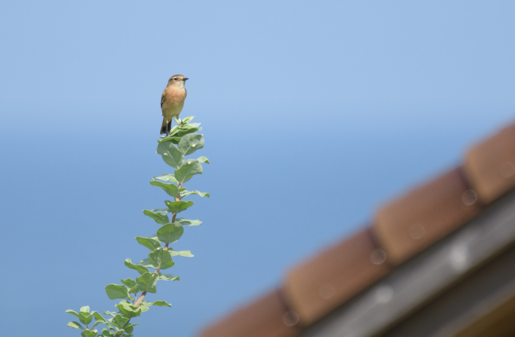 ノビタキ♀ 33