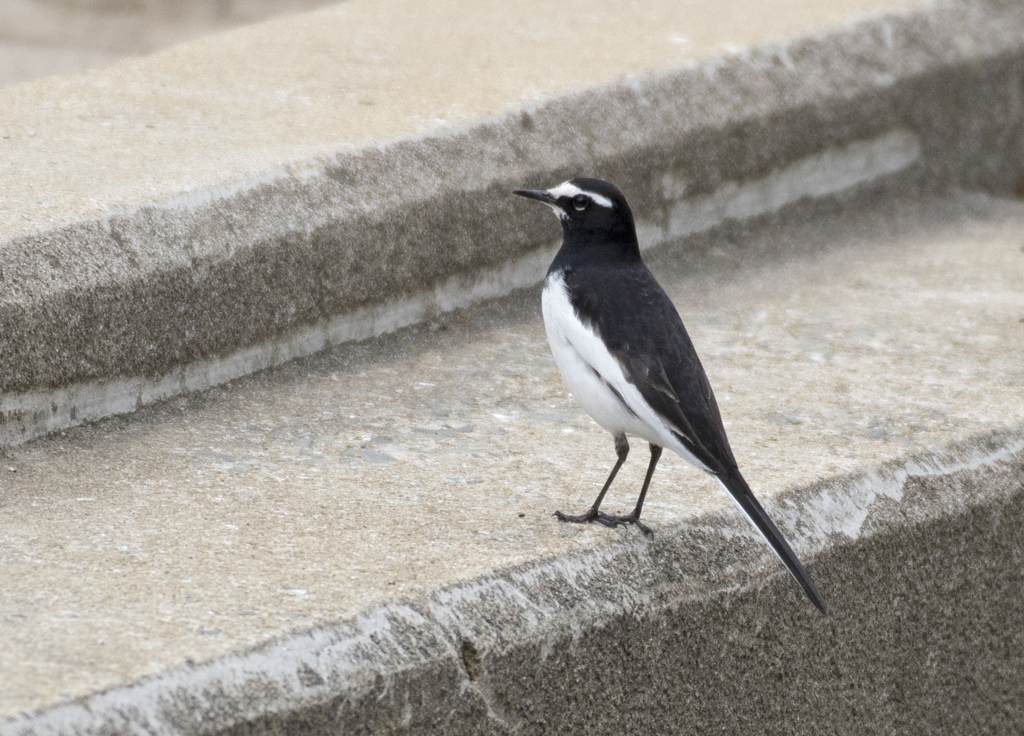 セグロセキレイ③
