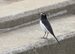 セグロセキレイ③