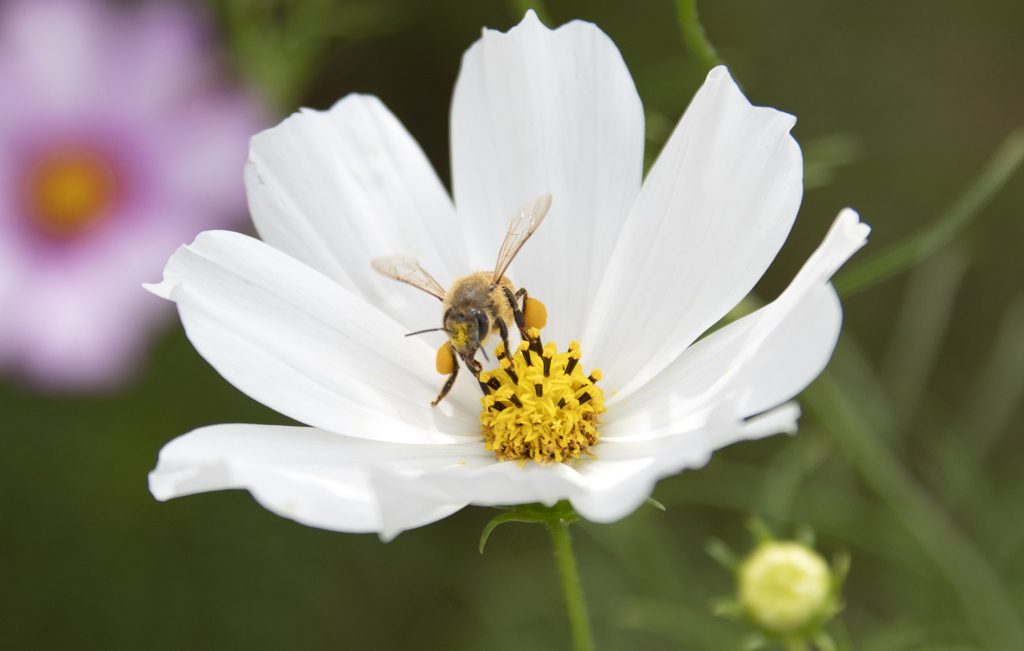 コスモスにミツバチ ③