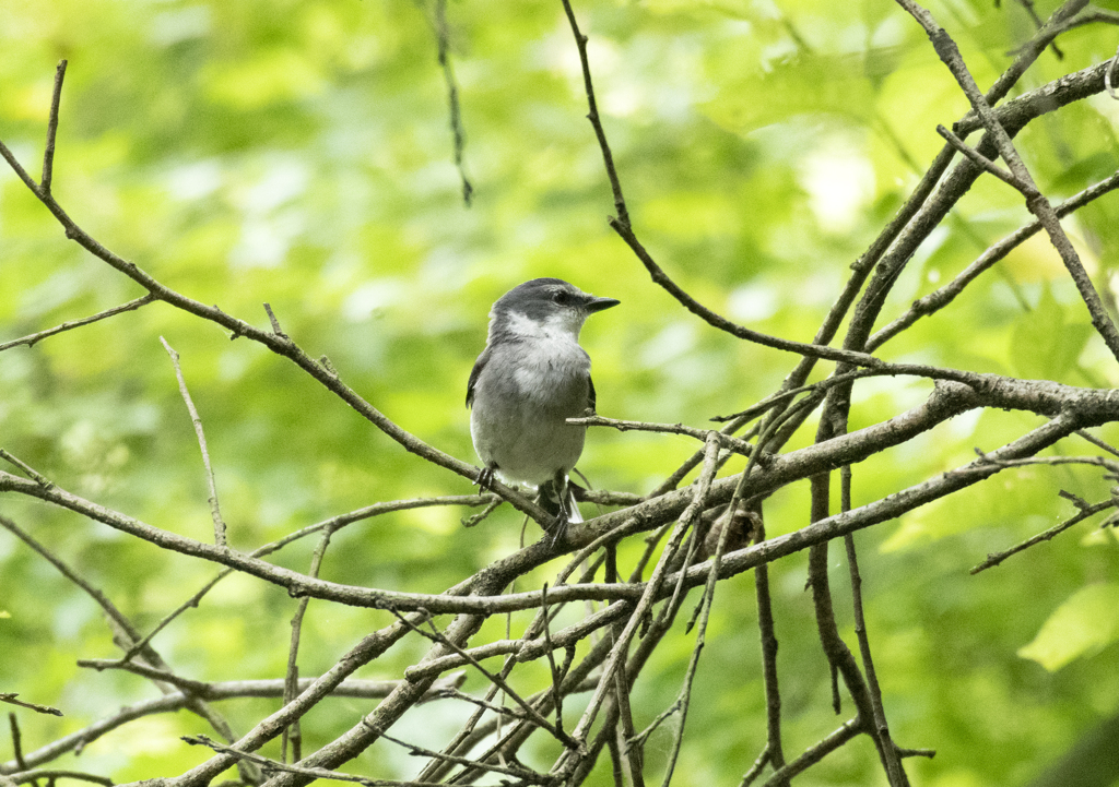 リュウキュウサンショウクイ②
