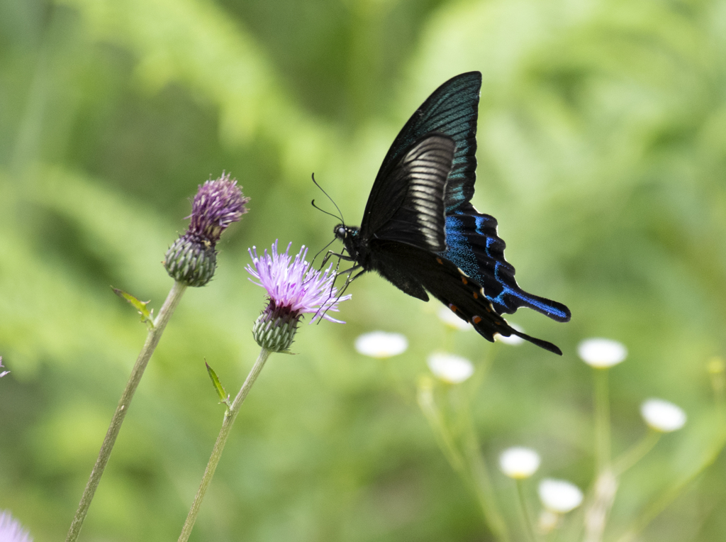 カラスアゲハ ②
