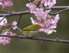 メジロ30 (河津桜にメジロ)