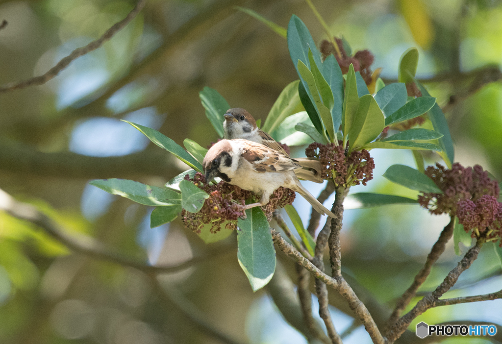 スズメ 子育て⑤