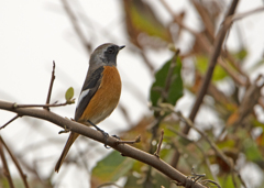 ジョウビタキ♂③