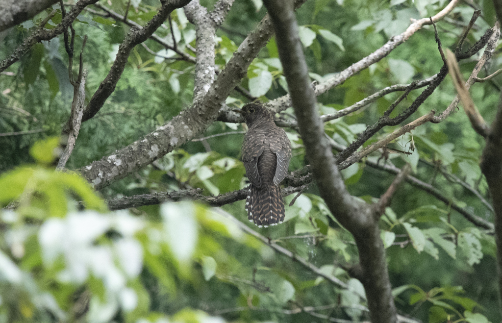 ツツドリ (赤色型)