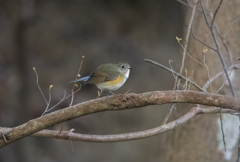 ルリビタキ♀③