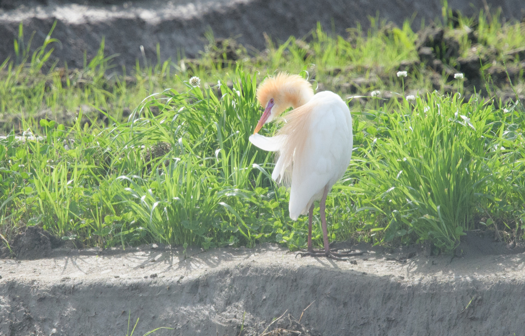 アマサギ ④