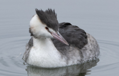 カンムリカイツブリ 冬羽 ⑥