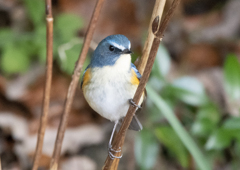 ルリビタキ ♂②