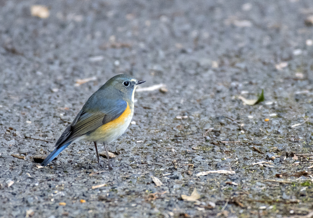 ルリビタキ♂⑫