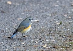ルリビタキ♂⑫