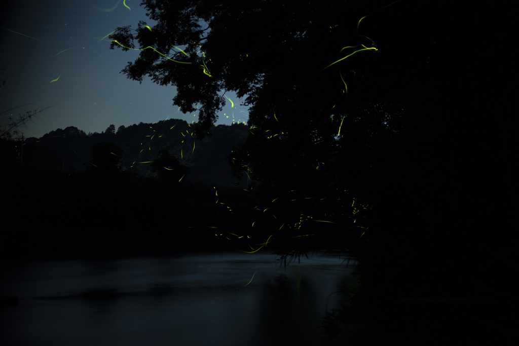 ホタル⑦