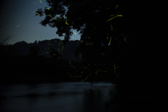 ホタル⑦