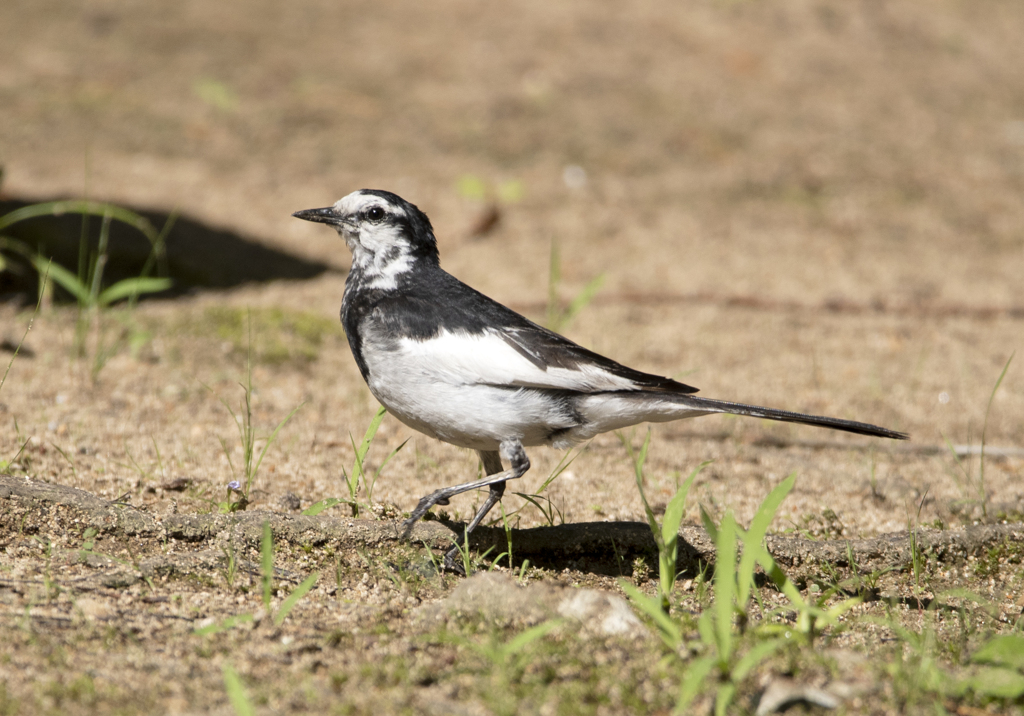 ハクセキレイ ③