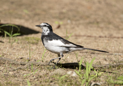 ハクセキレイ ③