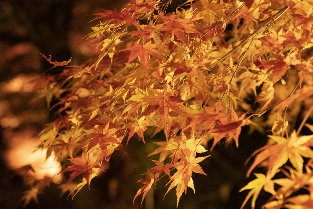 紅葉 ライトアップ②