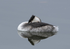 カンムリカイツブリ 冬羽 ③