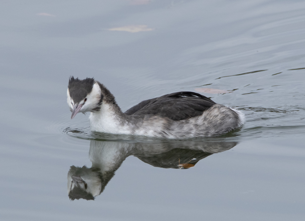 カンムリカイツブリ 冬羽 ⑤