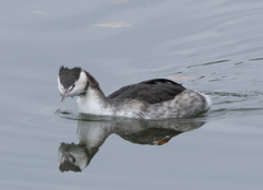 カンムリカイツブリ 冬羽 ⑤