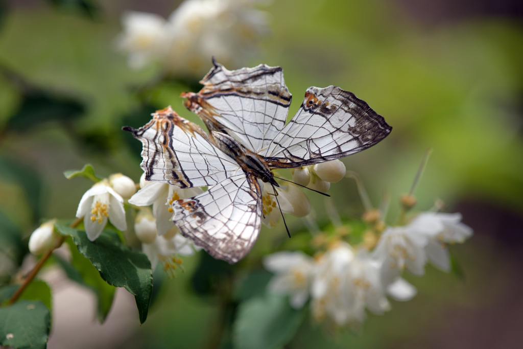 イシガケチョウ