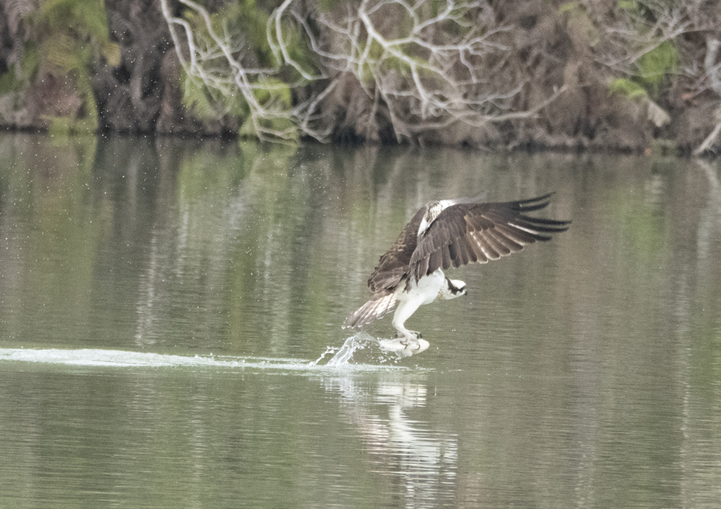 ミサゴ ハンティング ②