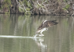 ミサゴ ハンティング ②