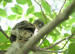 R3 アオバズク雛ちゃん ④