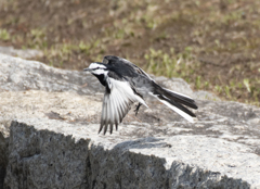 ハクセキレイ⑪ 羽ばたき